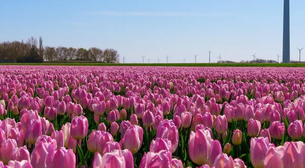 Studio Flevoland