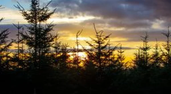 Au coeur de la forêt
