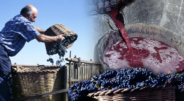 Vino artesanal. Proceso tradicional de elaboración de esta bebida y su modernización tecnológica