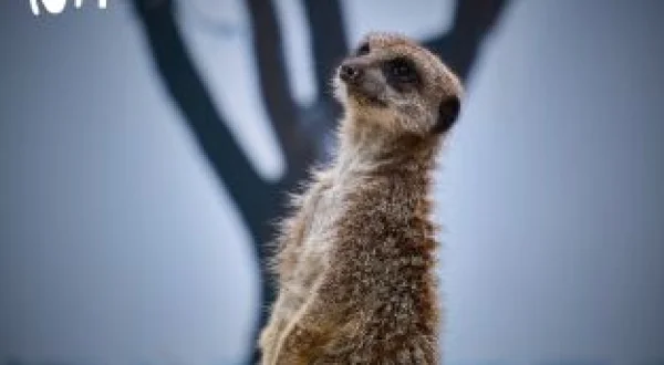 One Zoo Three: Día de práctica