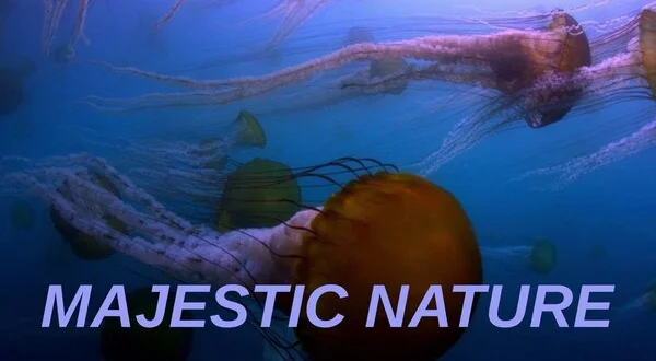 Majestic Nature