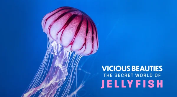 Vicious Beauties: The Secret World of Jellyfish