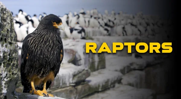 Raptors