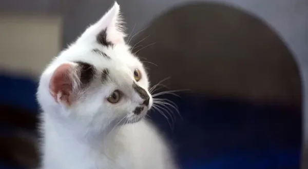 La verità sui gatti