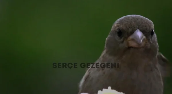 Serçe Gezegeni