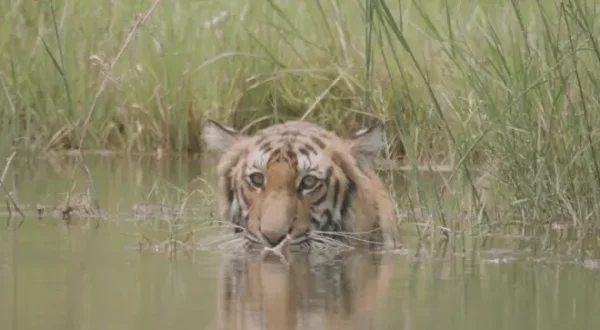 Tracker Diaries - Die Tiger von Nepal