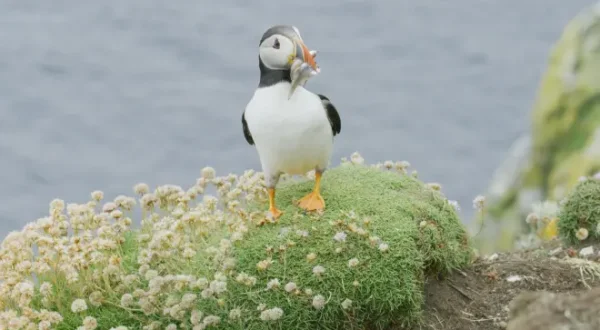 Scozia: Natura selvaggia per quattro stagioni