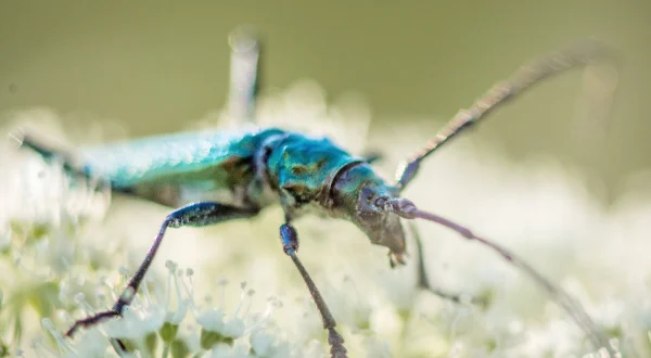 Fantastiske insekter