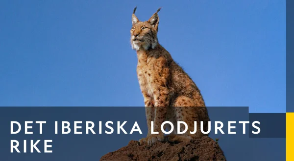 Land of the Iberian Lynx