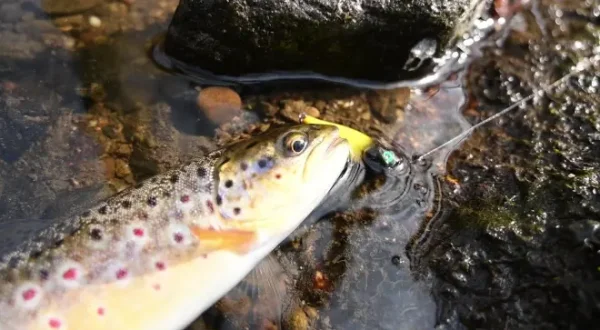 Im März am Bach - 12 Monate Topwater Challenge