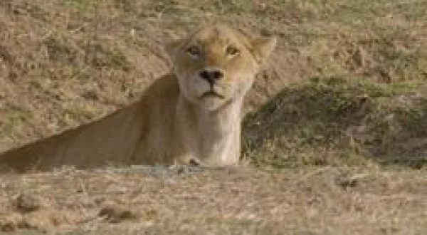 Cazadores de África