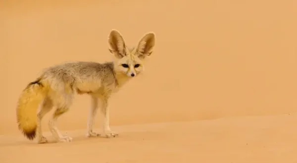 Wilde Erde: Afrika