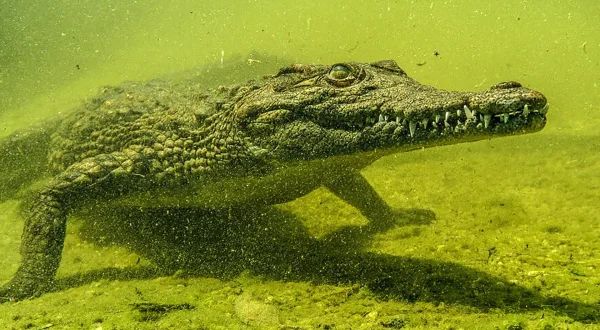 Κροκόδειλοι του Οκαβάνγκο | Crocodiles of the Okavango