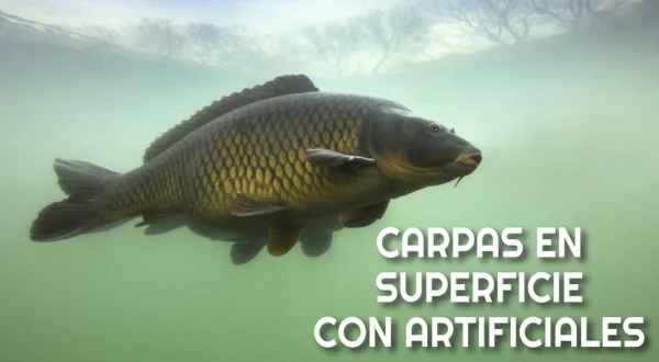 Carpas en superficie con artificiales