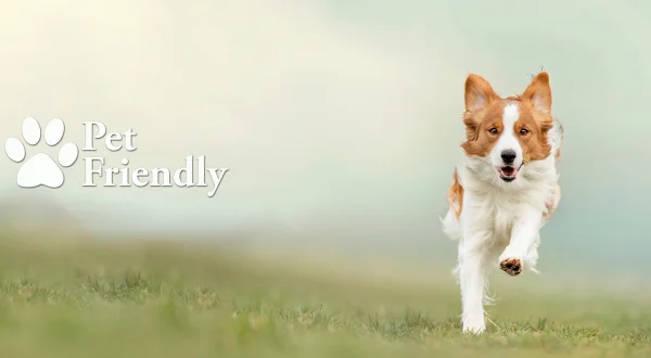 Pet friendly