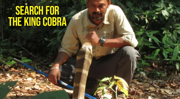 Search For The King Cobra