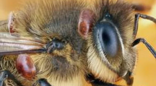 Apiculture : un parasite menace les ruches