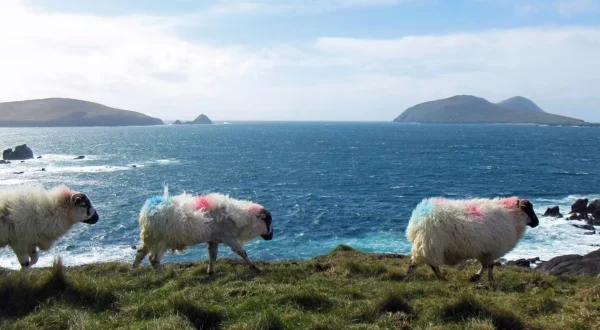 Nordsørapport special - magiske Dingle: Irlands halvø ved verdens ende