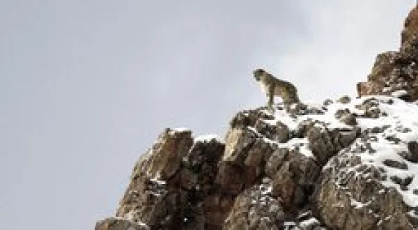La panthère des neiges