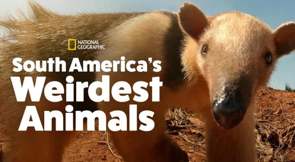 South America's Weirdest Animals