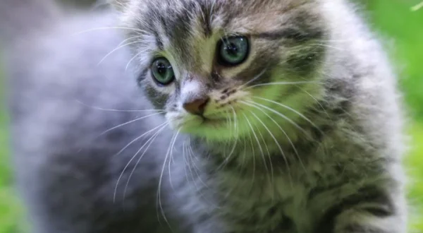 Curiosidades sobre los felinos