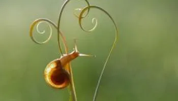 Naturwunder Gemüsegarten