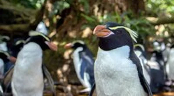 New Zealand: Earth's Mythical Islands