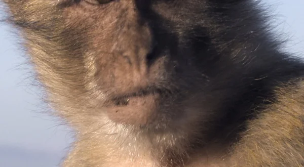 Dierenrijk