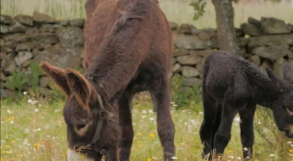 Alerta Pelos Burros