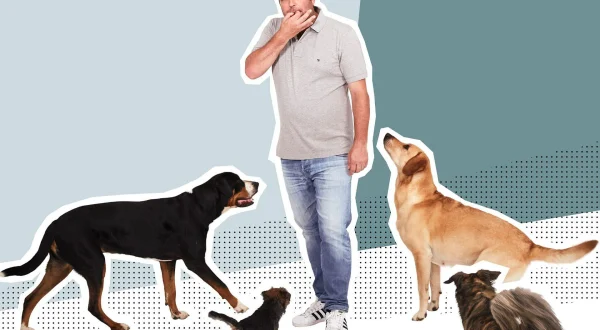 Der Hundeprofi - Rütters Team