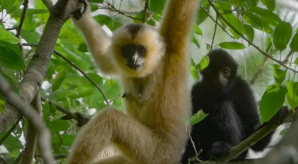 Song of the Rainforest