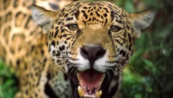 Jaguar: Jungle Icon Of Guyana