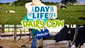 Pets.TV - A Day in the Life of a Dairy Cow