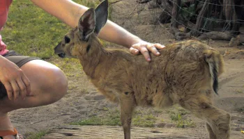 Das Waisenhaus für wilde Tiere