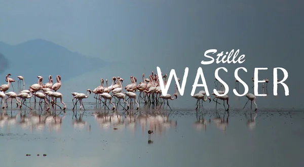 Stille Wasser