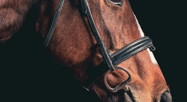Paardenkracht