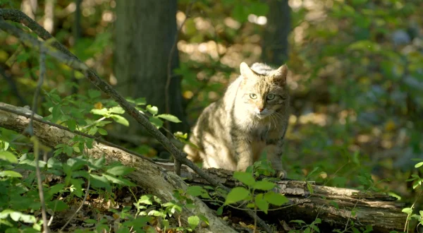 Naturerbe Österreich – Die Nationalparks: Herausforderungen