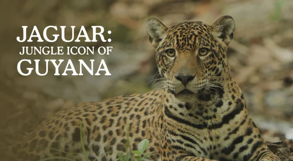 Jaguar: Jungle Icon of Guyana