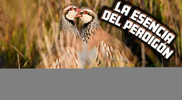 La esencia del perdigón