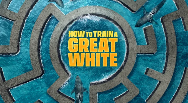How to Train a Great White