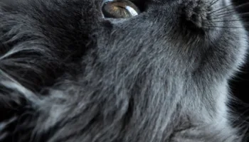 ¿Conoces la historia de estos gatos?