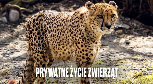 Prywatne życie zwierząt