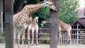 Giraffe, Erdmännchen & Co.