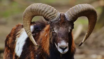 Wild Ibex