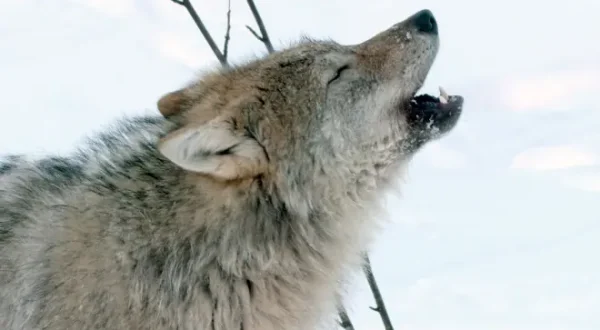 Was Tiere fühlen