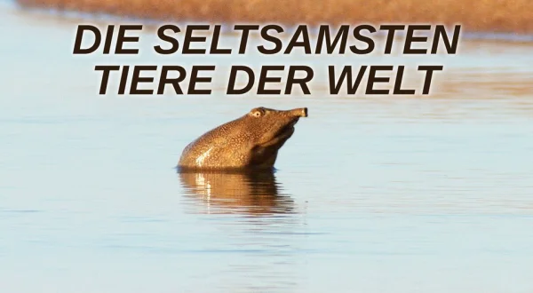 Die seltsamsten Tiere der Welt