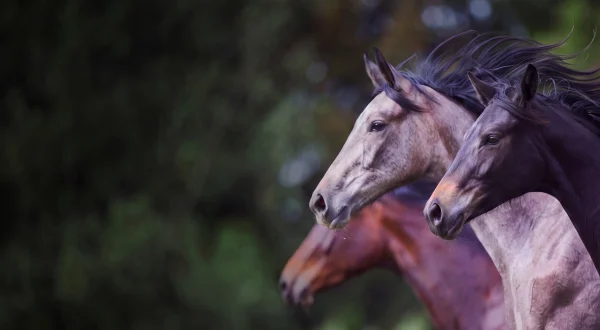 Trakehner – Des Königs letzte Pferde