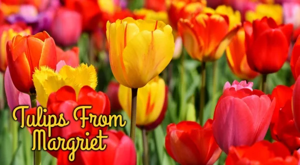 Tulips From Margriet
