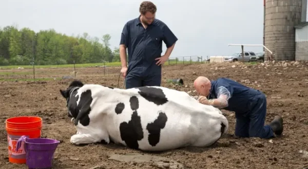 L'incroyable Dr. Pol