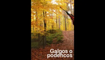 Galgos o podencos